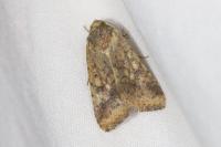 Helicoverpa armigera