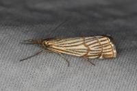 Chrysocramboides craterellus