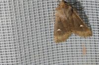 Eupsilia transversa