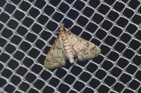 Metasia cuencalis bourgognei