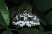 Abraxas grossulariata