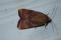 Noctua janthe/janthina