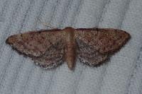 Idaea infirmaria