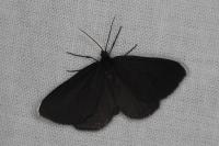 Odezia atrata