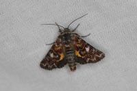 Anarta myrtilli