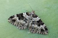 Xanthorhoe sardisjuncta