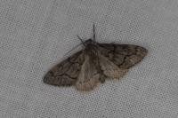 Tephronia sepiaria