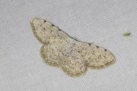 Scopula submutata roseonitens
