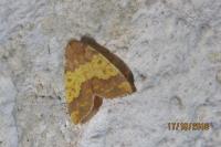 Tiliacea aurago