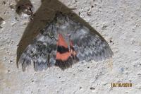 Catocala elocata