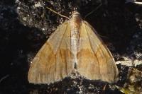 Pennithera firmata firmata