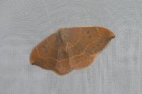 Watsonalla binaria
