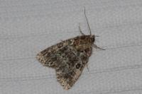 Callopistria latreillei