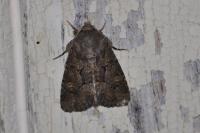Luperina testacea
