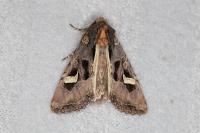 Trigonophora flammea