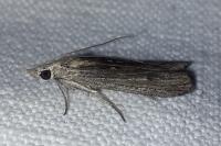 Epischnia asteris