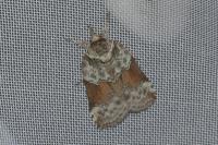Nycteola siculana