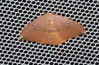 Watsonalla uncinula