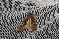 Trigonophora flammea