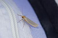 Eilema caniola