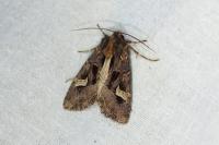 Trigonophora flammea