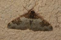Xanthorhoe fluctuata