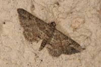 Gymnoscelis rufifasciata