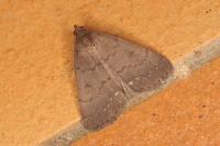 Nodaria nodosalis