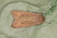 Mythimna unipuncta