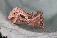 Thysanoplusia daubei