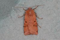 Agrochola lychnidis