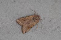 Agrochola lychnidis