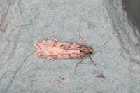 Eudonia angustea