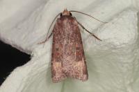 Agrotis trux