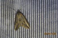 Chesias legatella