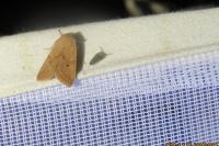 Leptologia macilenta
