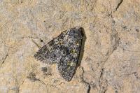 Polymixis xanthomista