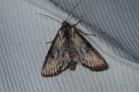 Aporophyla australis