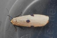 Lithosia quadra