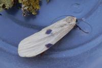 Lithosia quadra