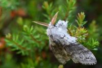 Calliteara pudibunda
