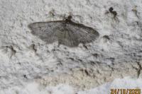 Gymnoscelis rufifasciata