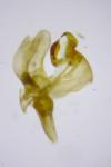 Ancylolomia tentaculella