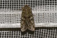 Dryobotodes eremita