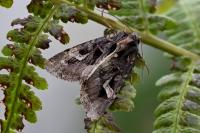 Trigonophora flammea