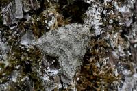 Epirrita