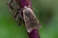 Agrochola lychnidis