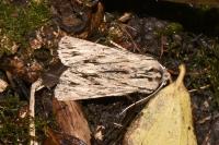 Asteroscopus sphinx