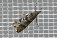 Eudonia angustea