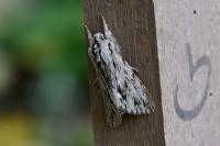 Asteroscopus sphinx